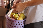 Яблочко без червоточинки: праздник, возвращающий Рай 